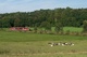Kuhherde mit RegionalExpress